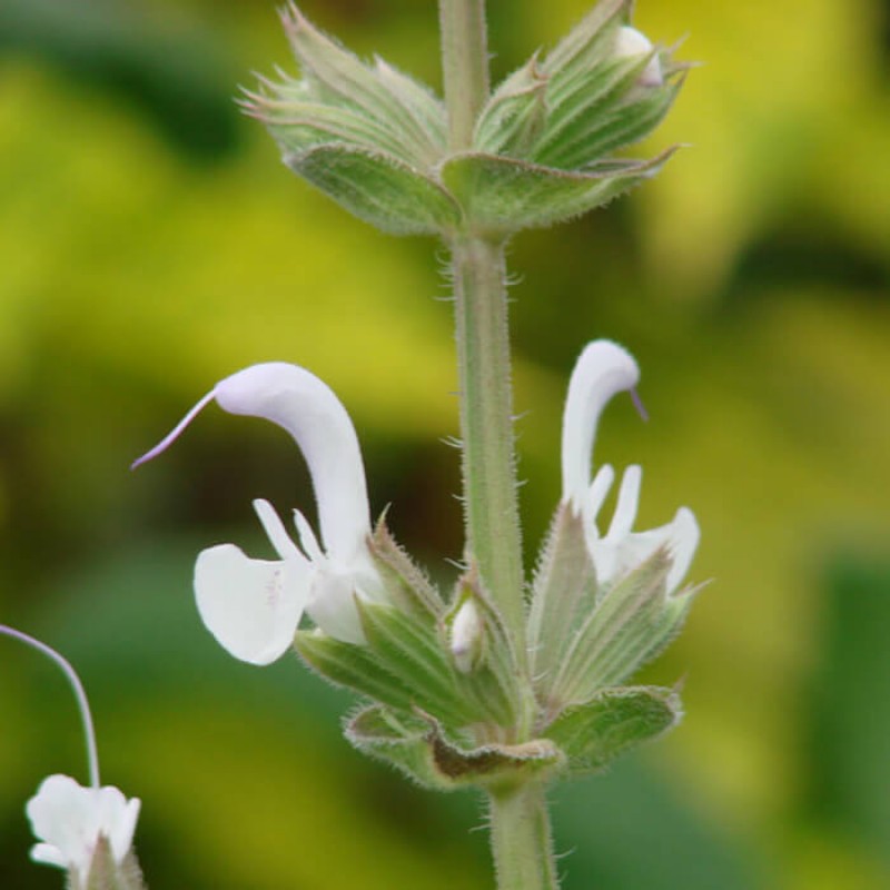 Salvia palaestina